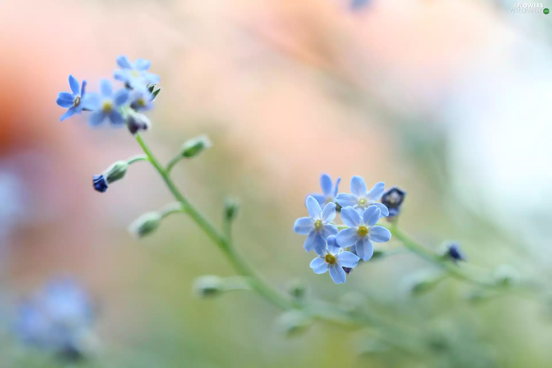 Forget, Blue, rapprochement, Flowers