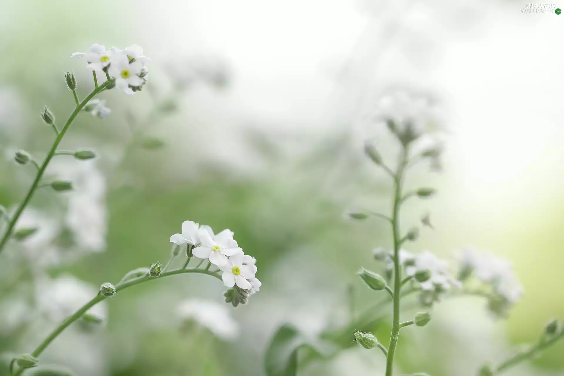Flowers, White, Forget