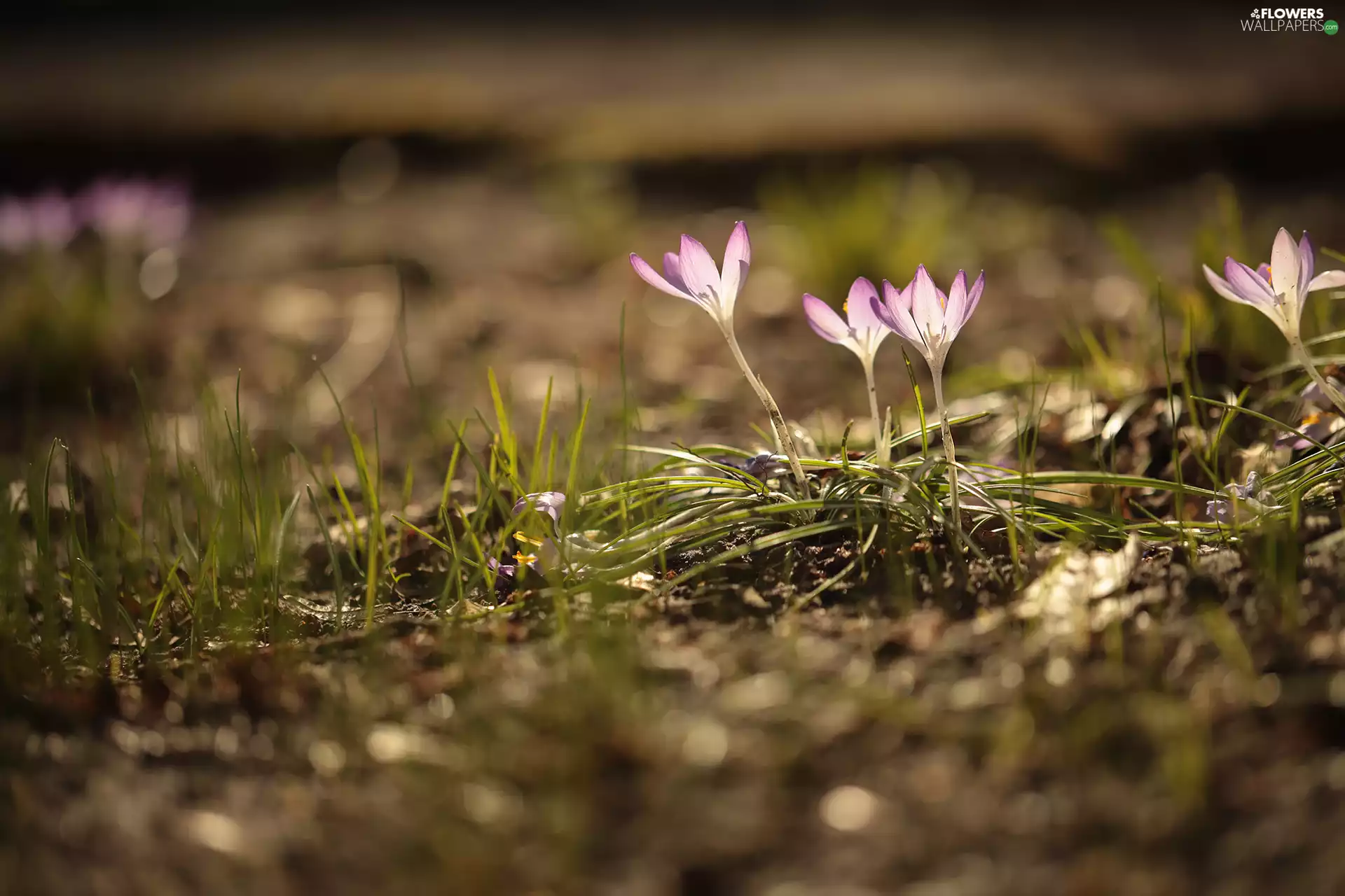 Flowers, crocuses, four