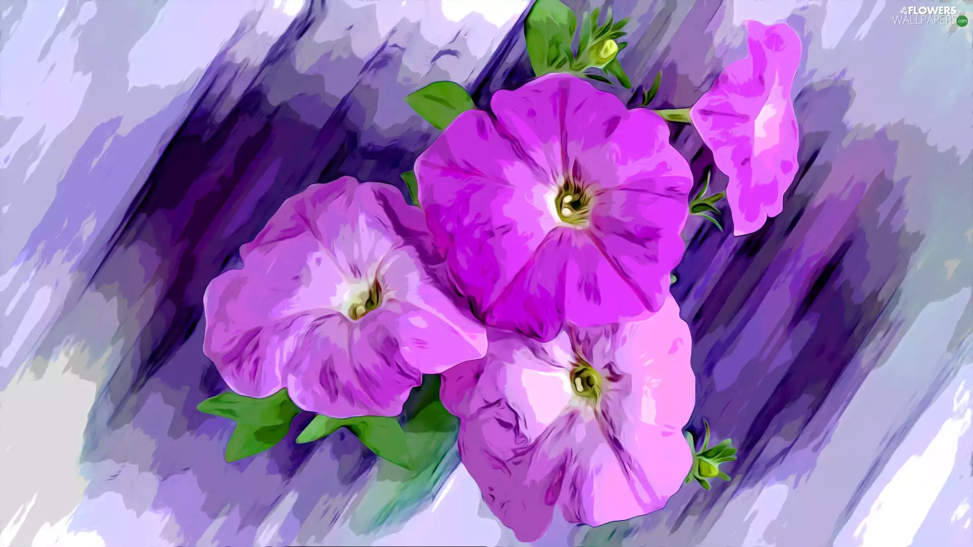 four, petunias, graphics, Flowers