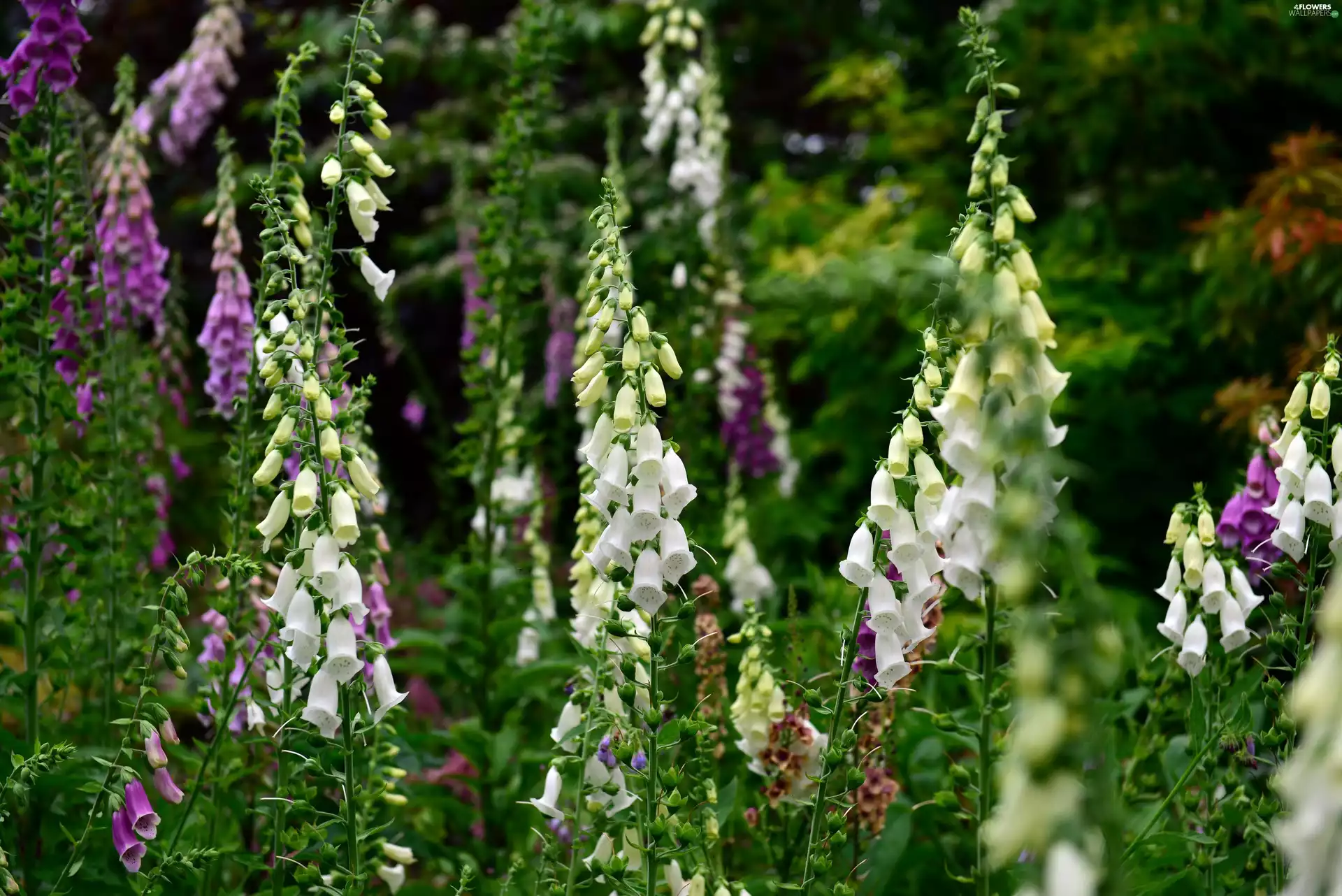 Flowers, Purple Foxglove