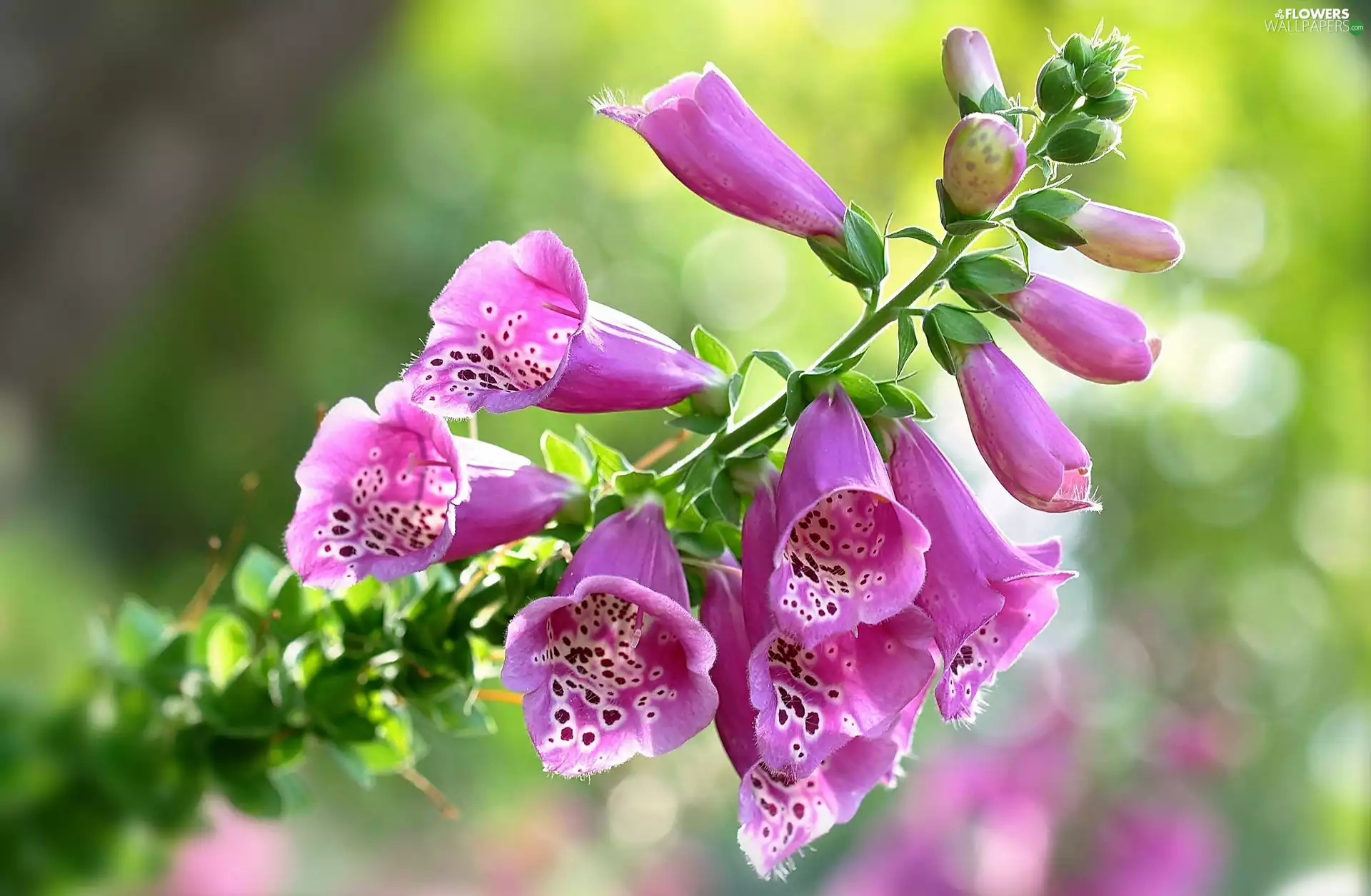 Flowers, Purple Foxglove
