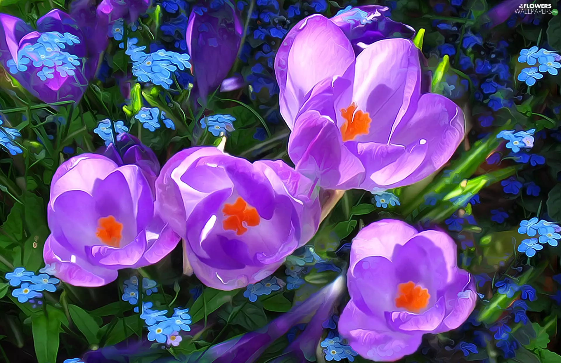 Fractalius, crocuses, Forget, Flowers