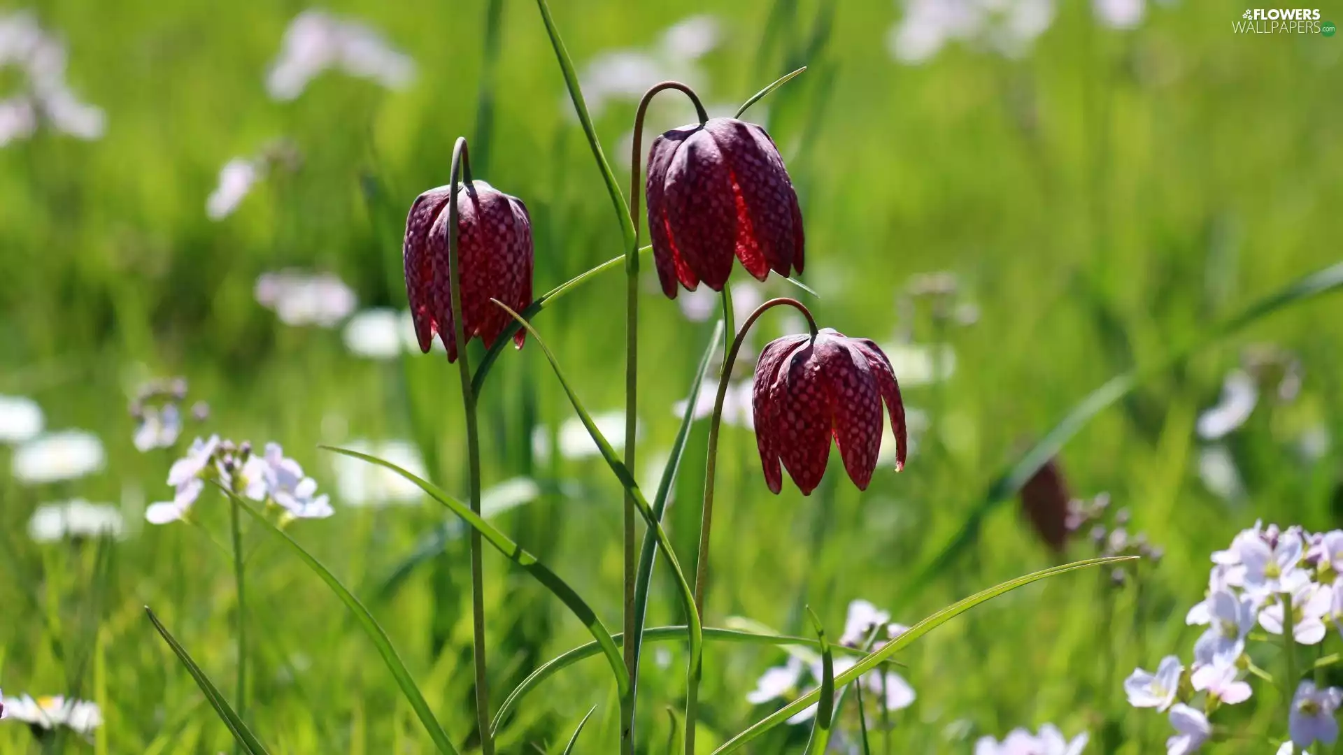 Fritillaria meleagris, Three, Flowers