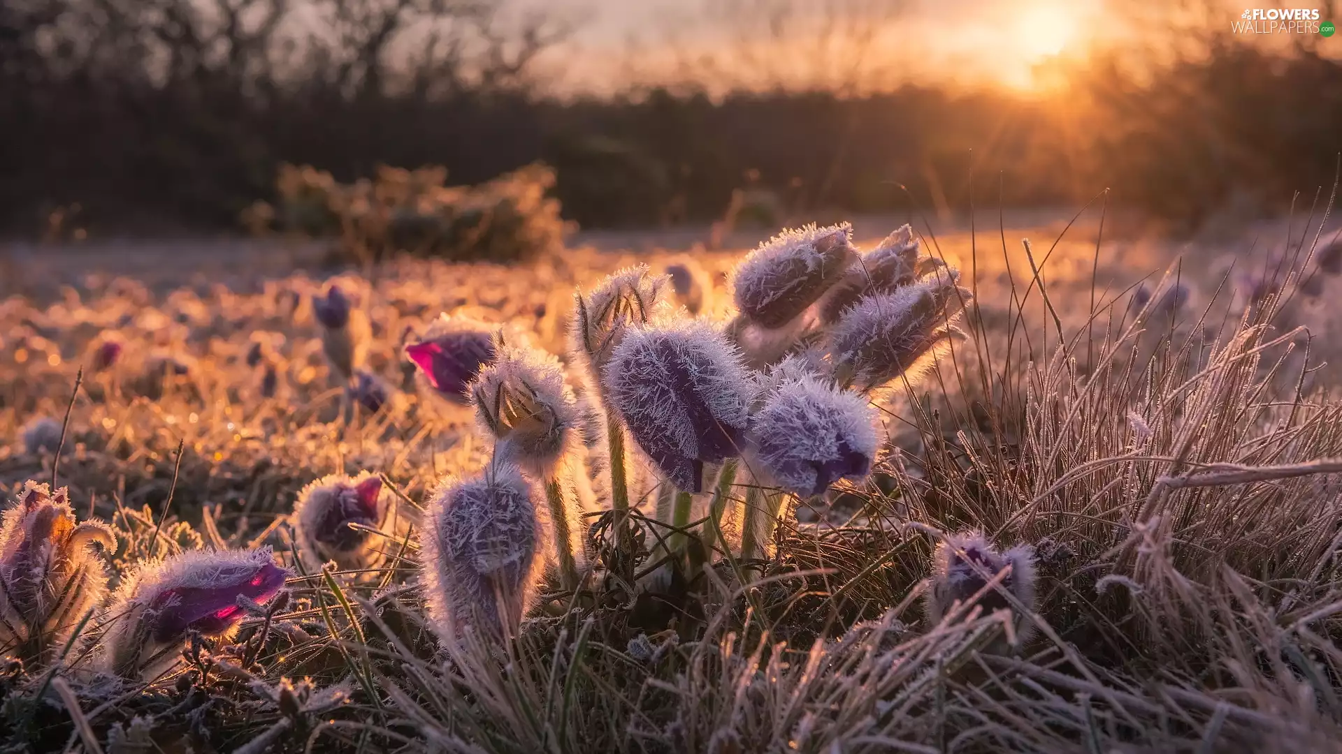 frosty, pasque, grass, Flowers