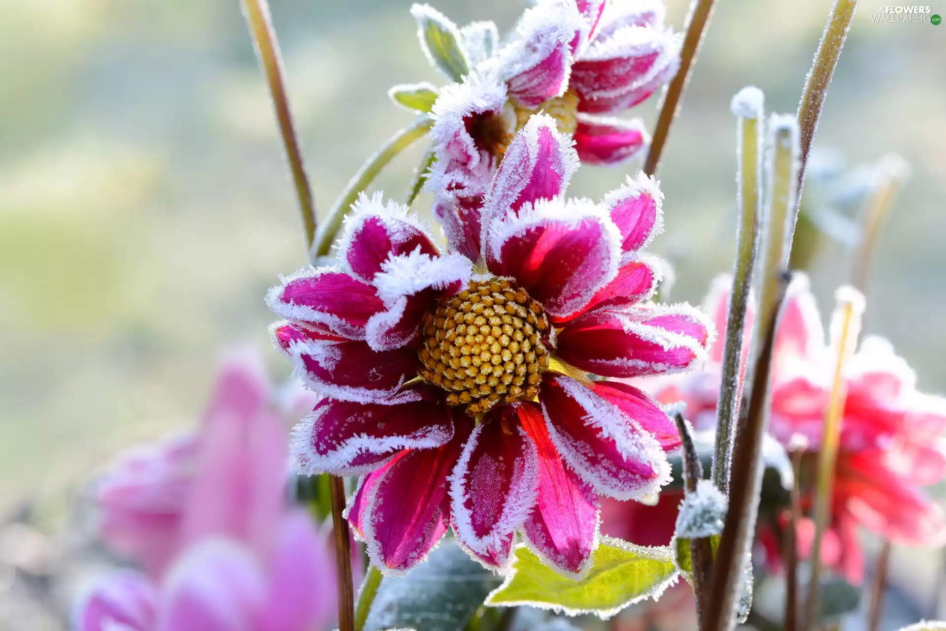 frozen, Garden, winter, Flowers