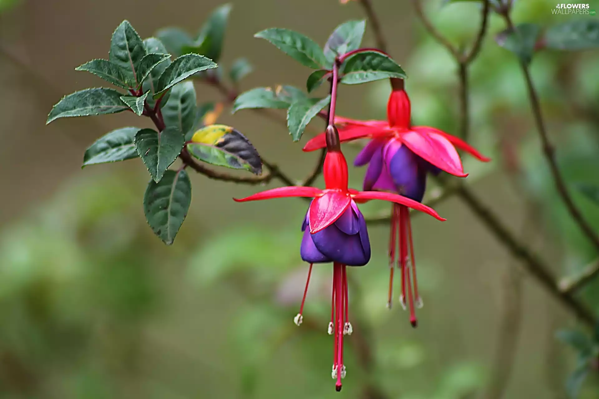 fuchsia, Two tone, Flowers