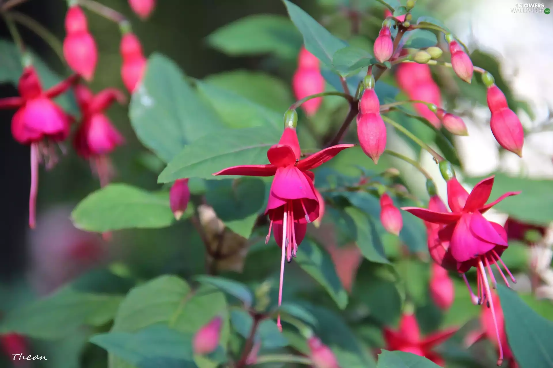 fuchsia, Flowers