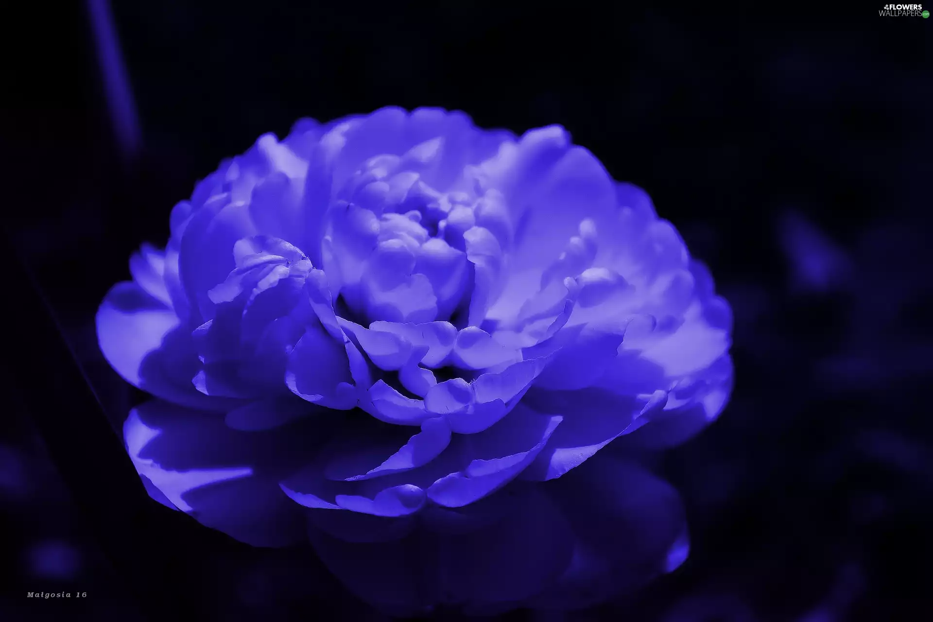 Colourfull Flowers, full, flakes, tulip