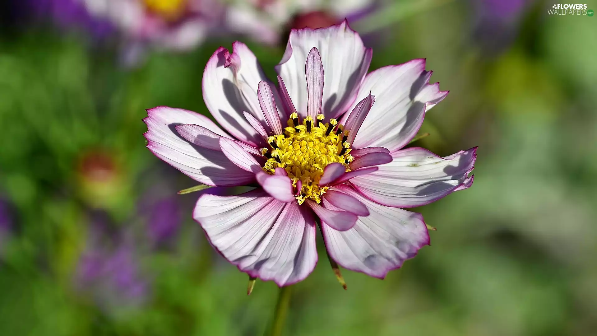 Colourfull Flowers, fuzzy, background, Cosmos