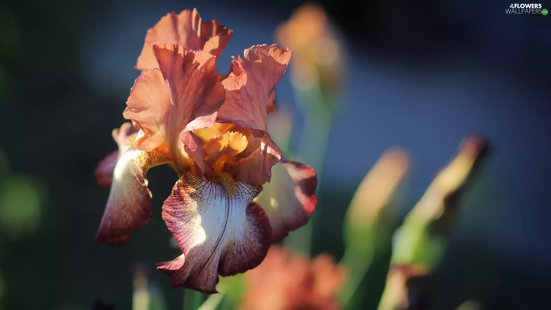 Colourfull Flowers, fuzzy, background, iris