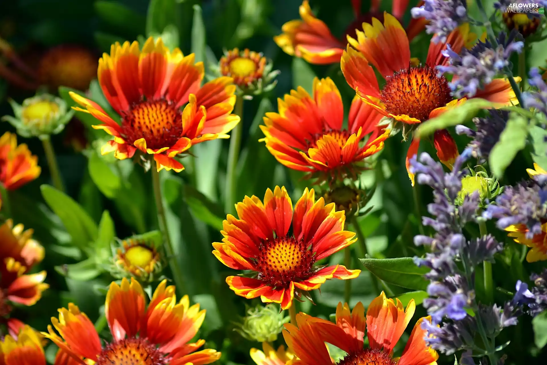 gaillardia aristata, Orange, Flowers