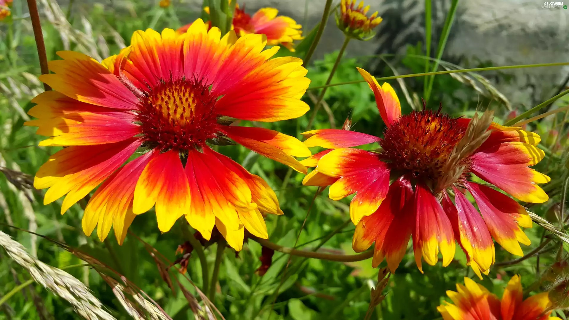 red, Flowers, gaillardia aristata, Yellow