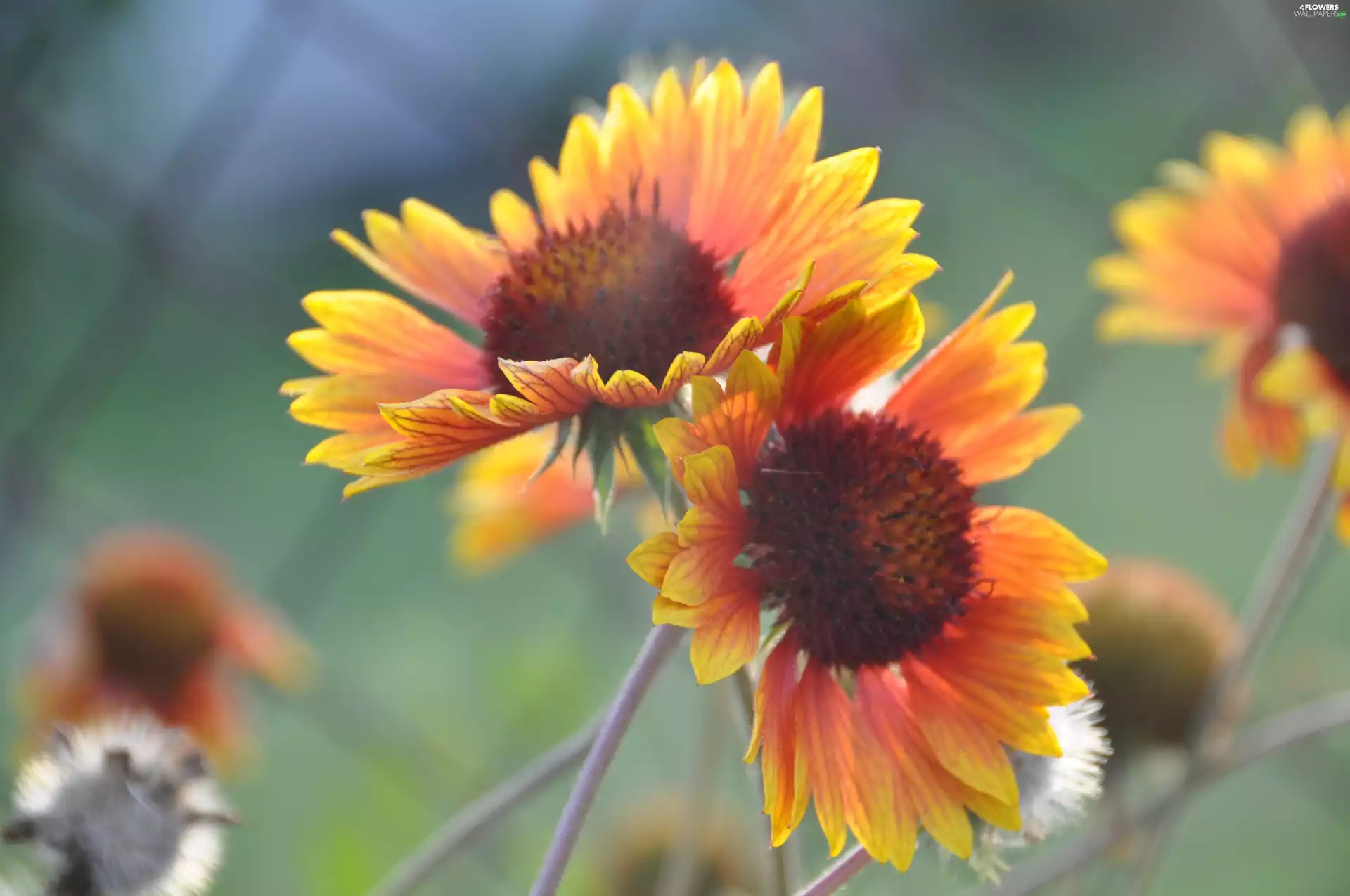 Flowers, Gaillardia