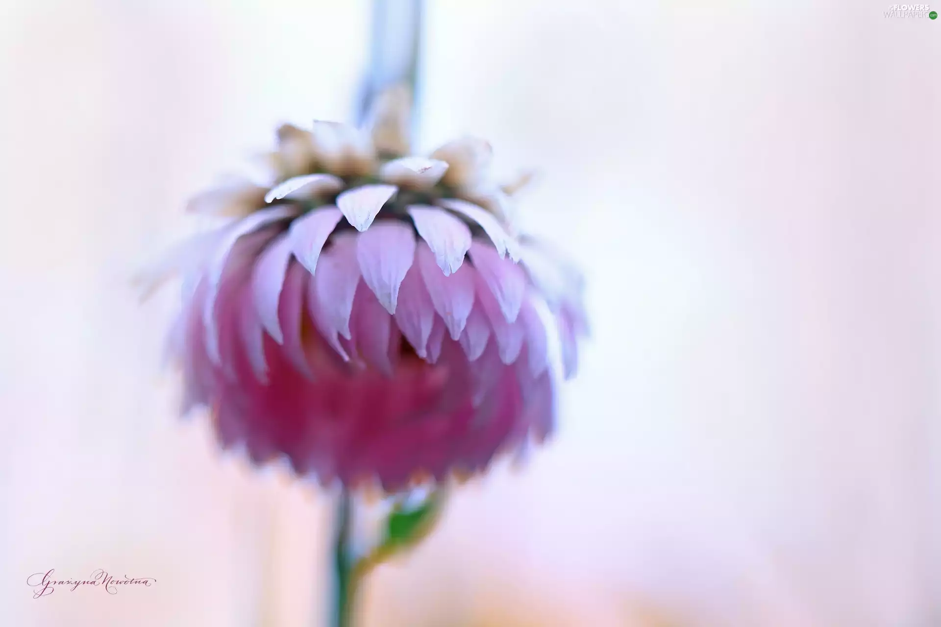 everlasting, Pink, Colourfull Flowers, Kocanka garden