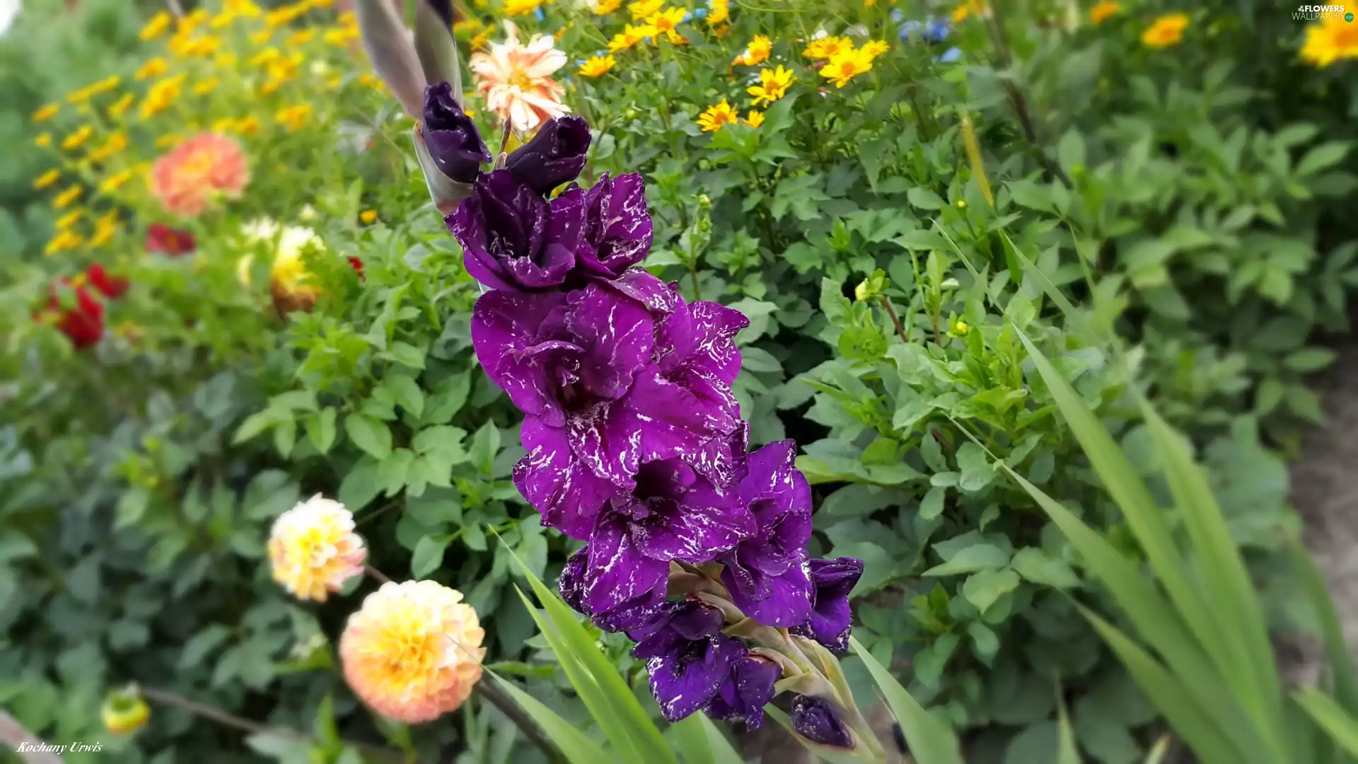 Garden, Violet, gladiolus, Flowers