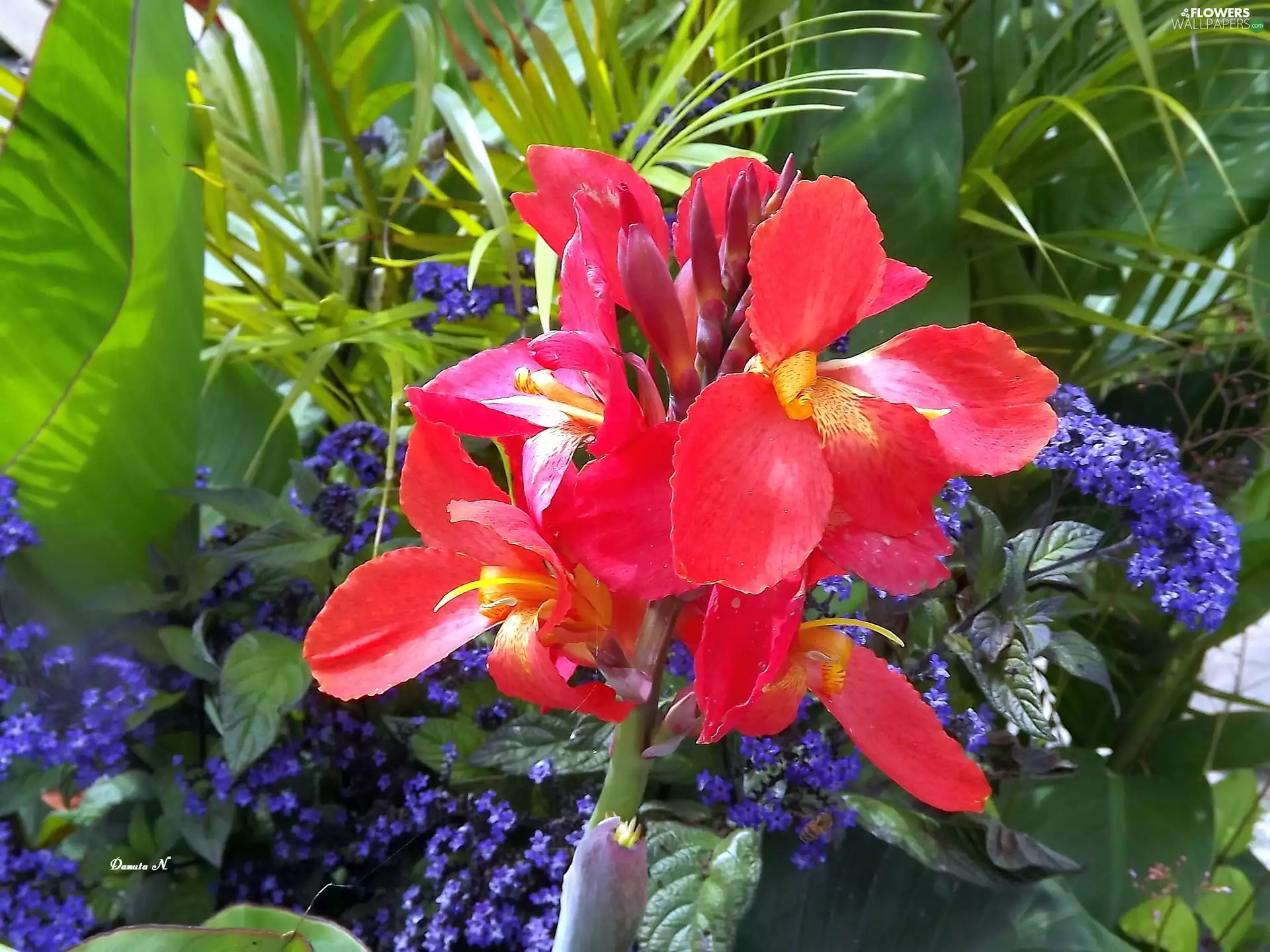 Blue, Red, Garden, Flowers, canna, Leaf, summer