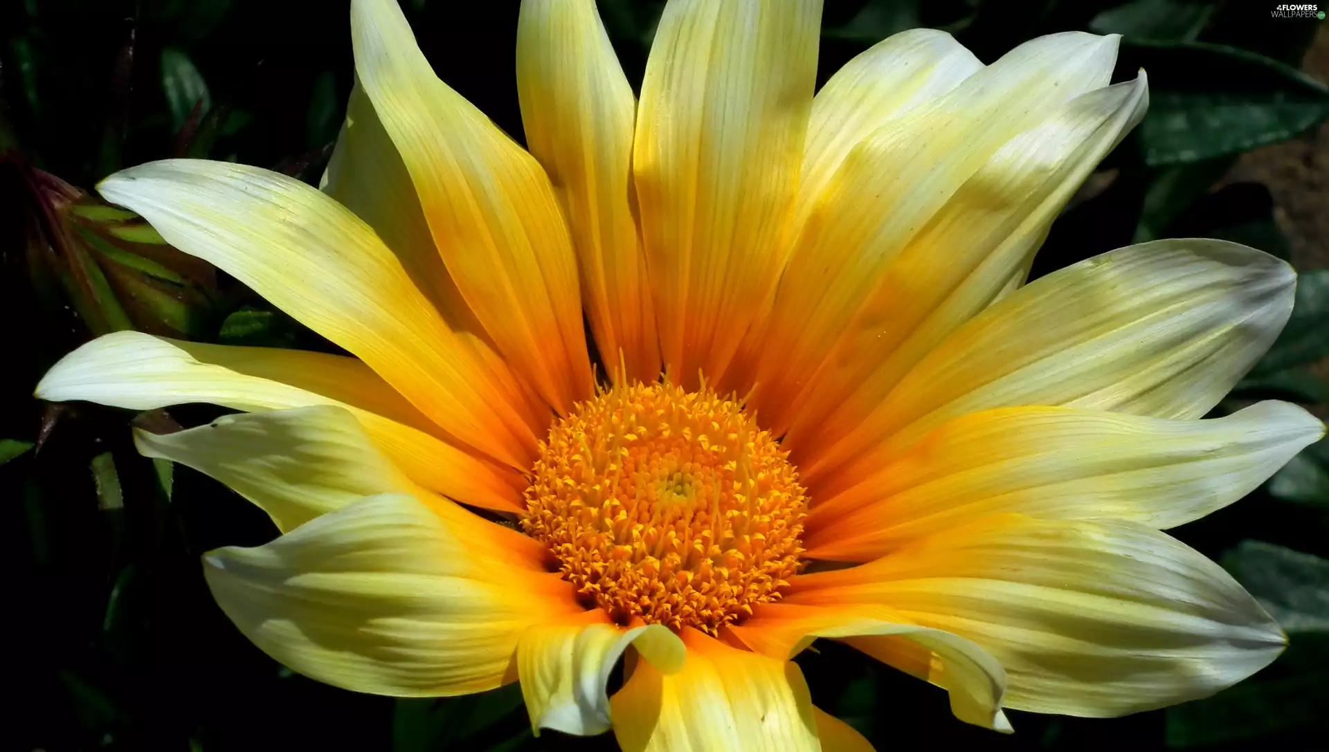 Gazania, nature, Colourfull Flowers