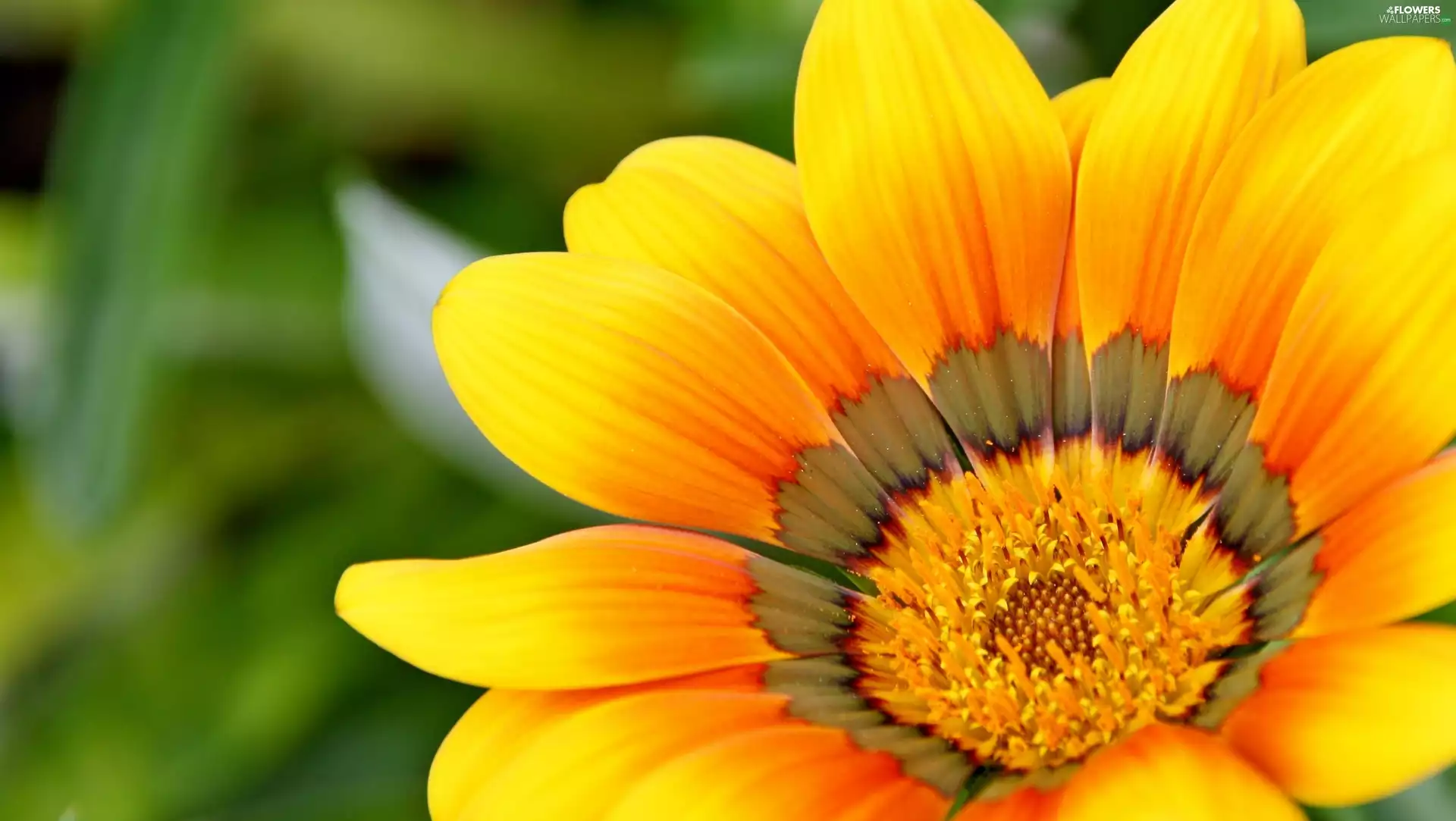 Gazania, Yellow, Colourfull Flowers