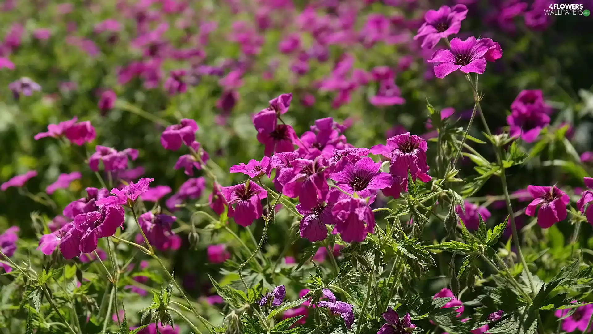 Flowers, geranium