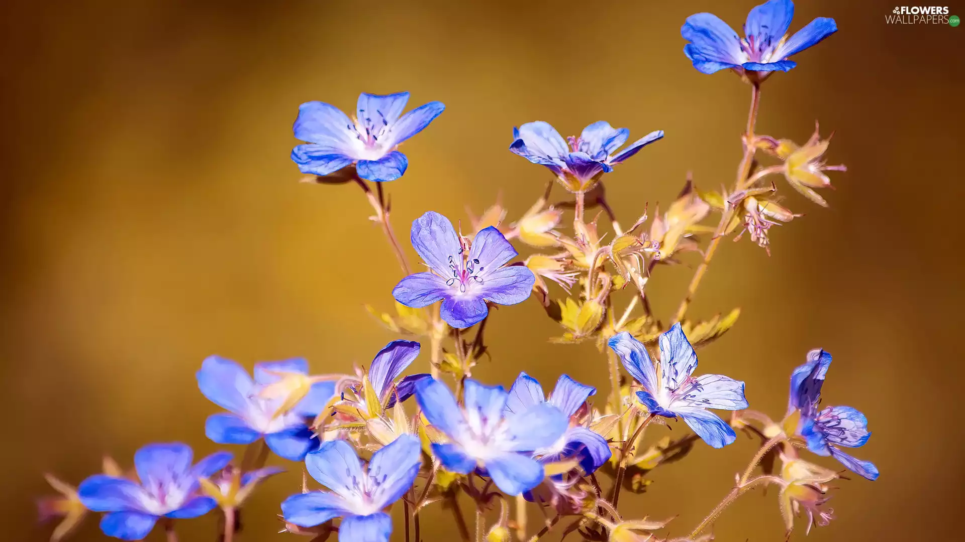 geranium, Blue, rapprochement, Flowers