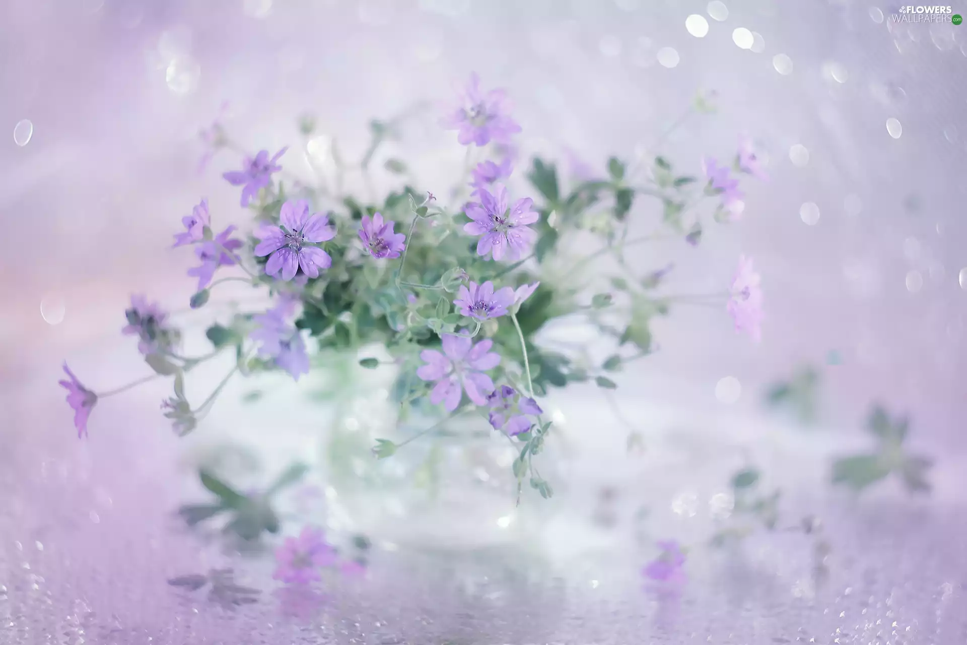 Flowers, Pink, Geraniums