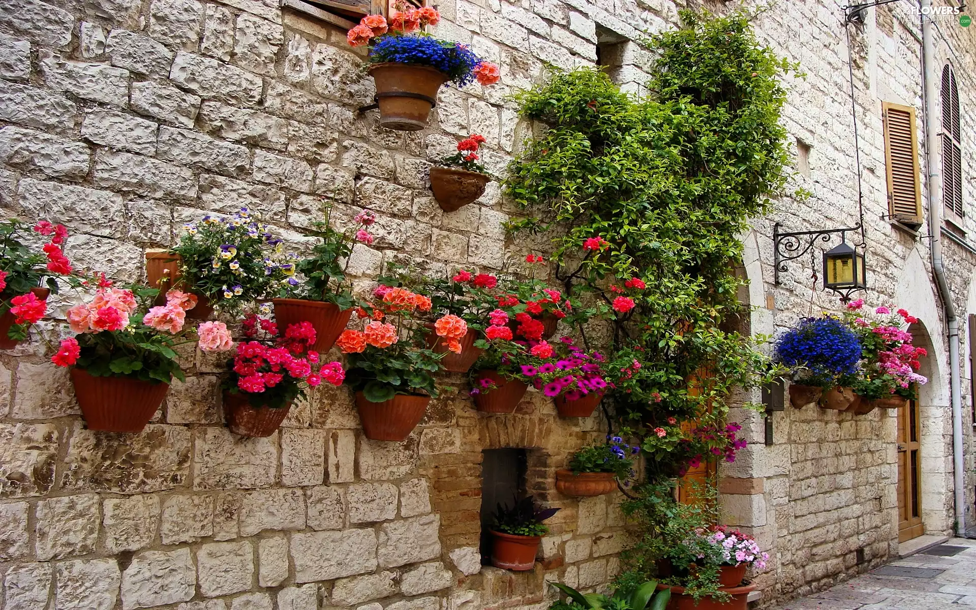 begonia, wall, geraniums, Flowers, house, petunias, pots
