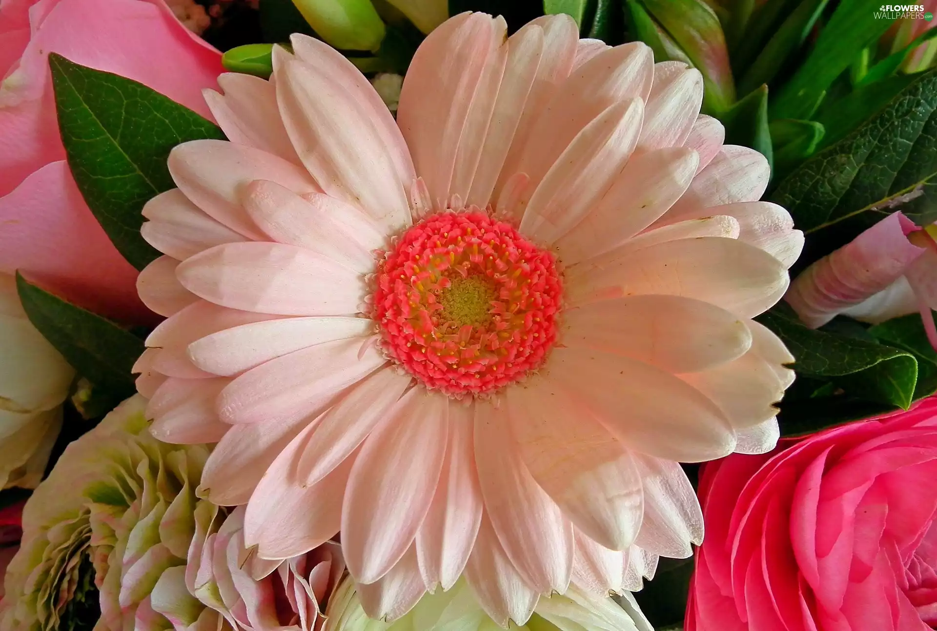 Gerber, nature, Colourfull Flowers