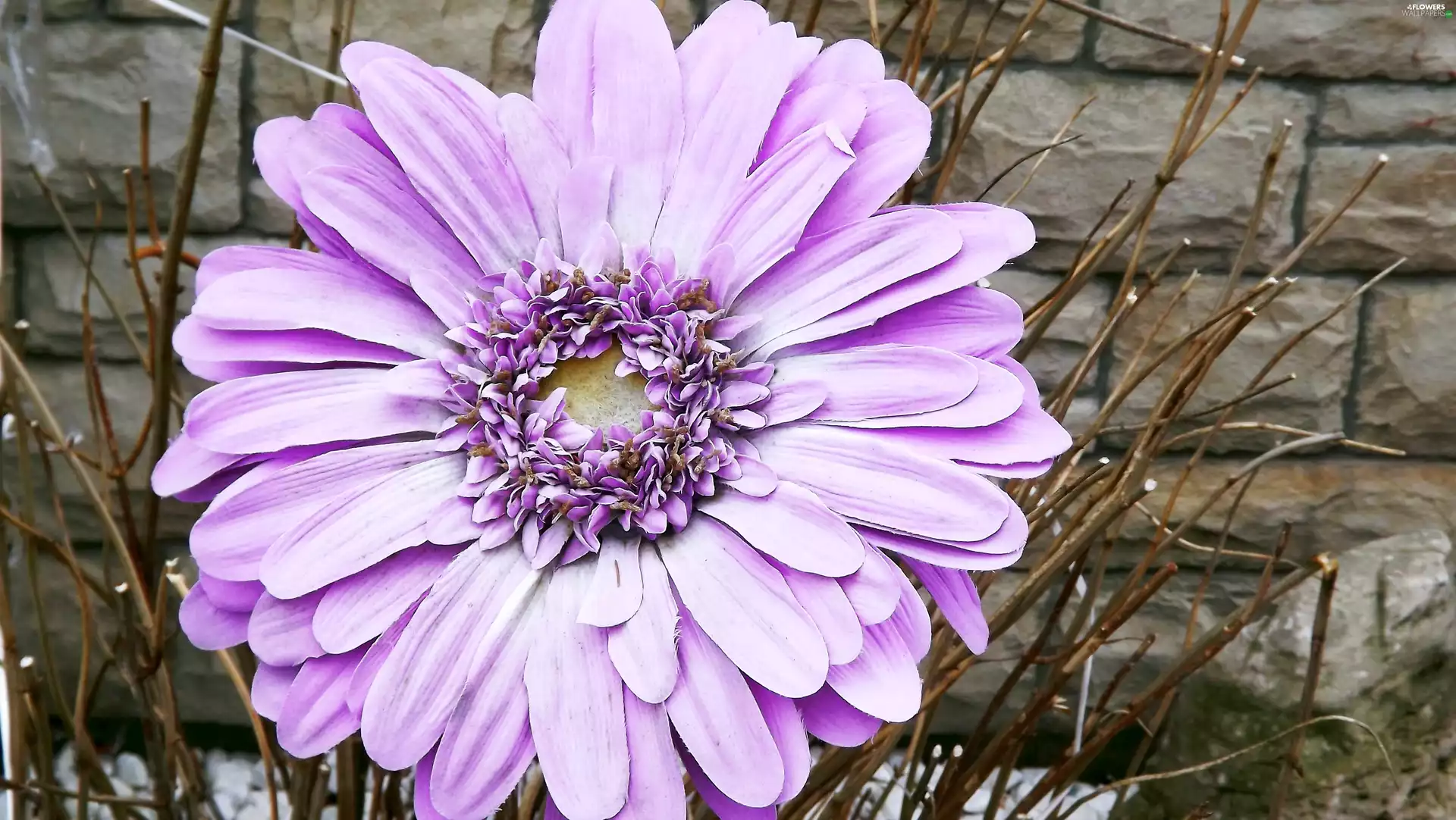 Flowers, Gerbera