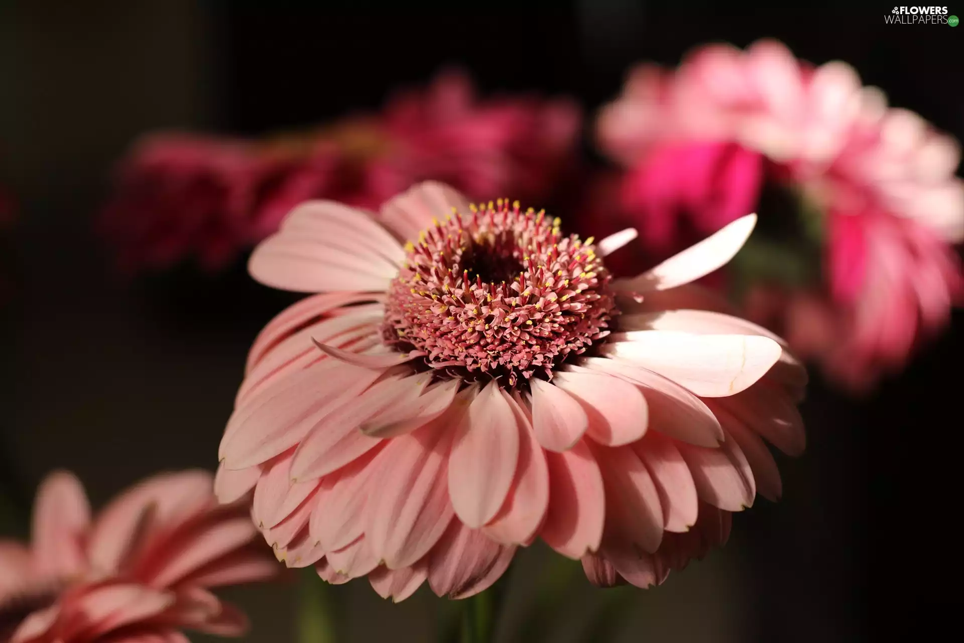 Colourfull Flowers, Gerbera, rapprochement, Pink