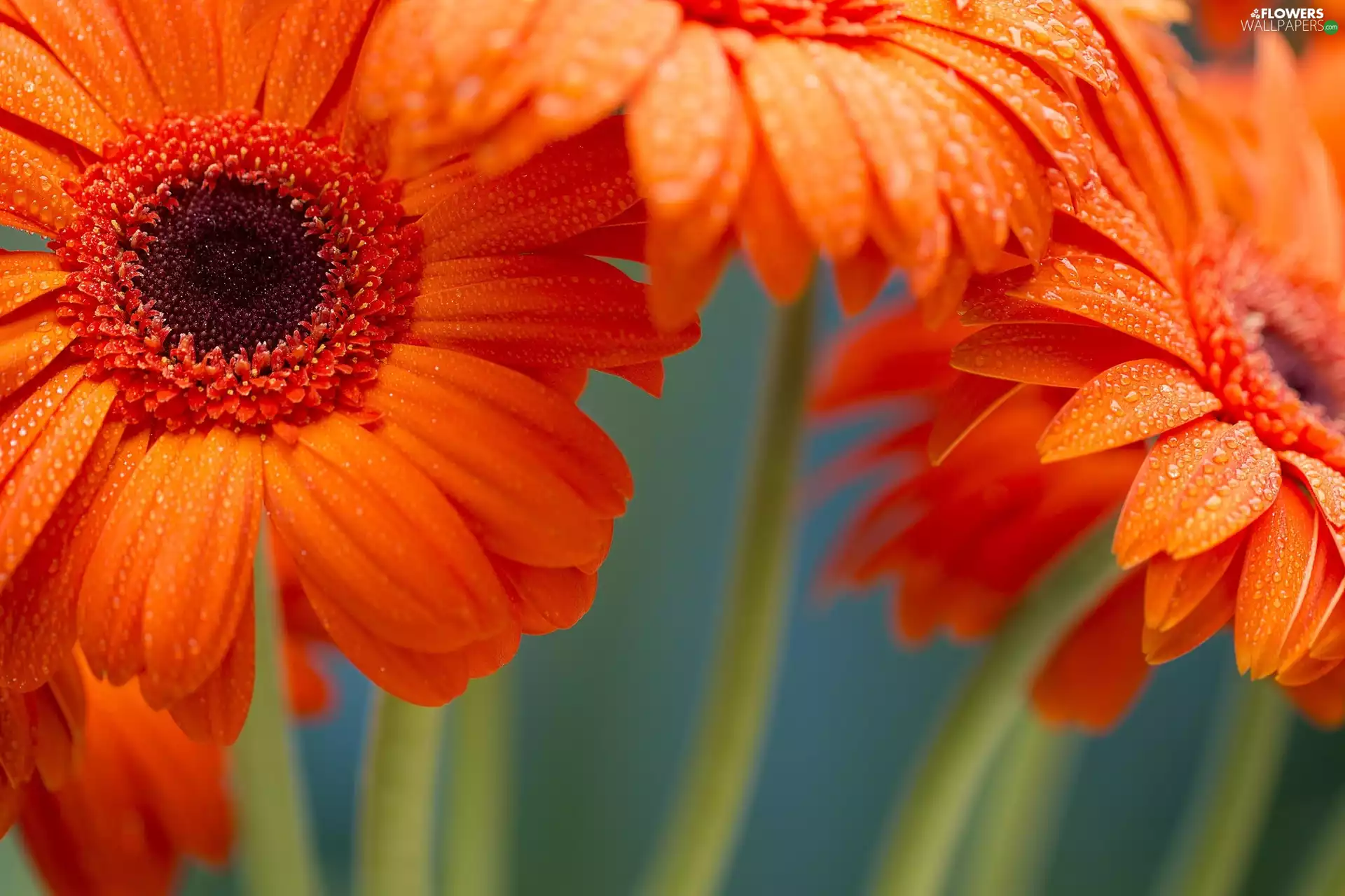 Flowers, Gerbera