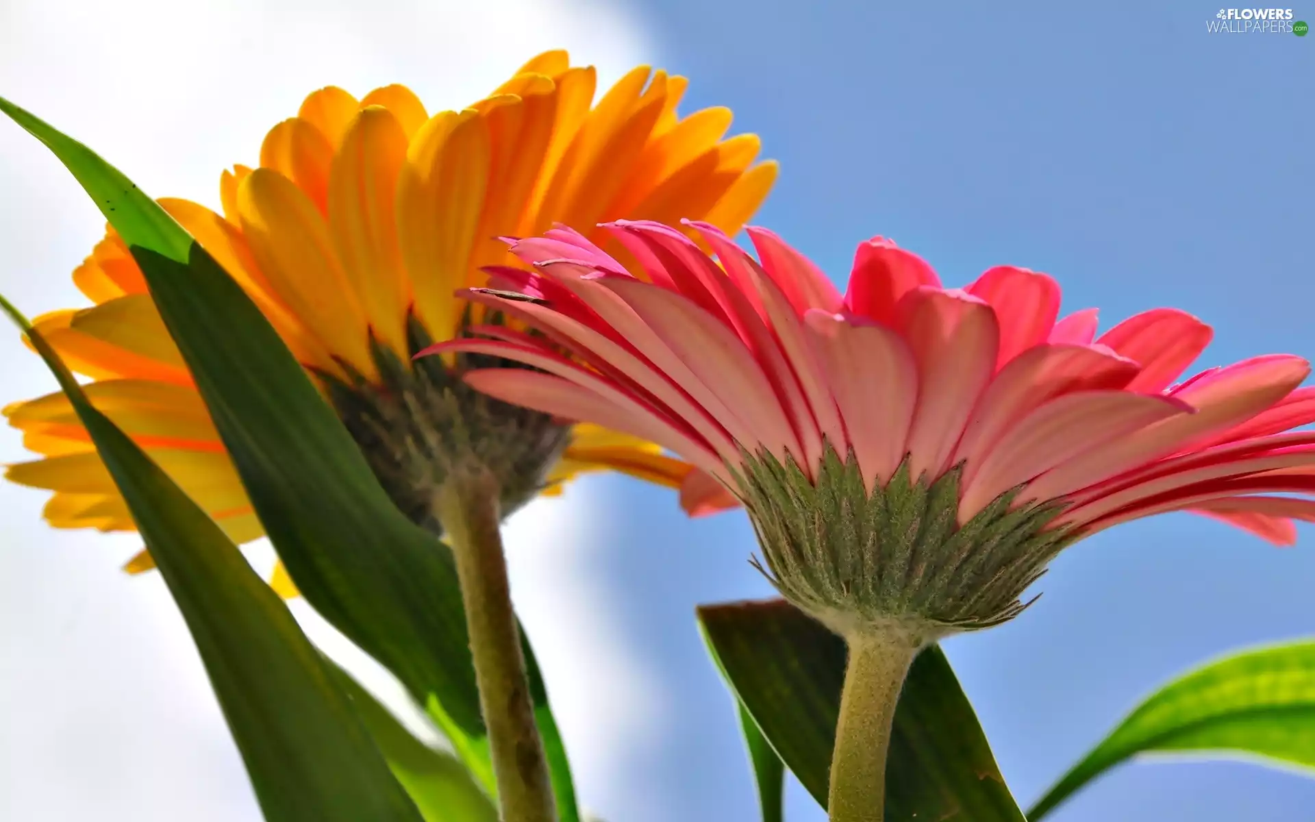 Flowers, gerberas