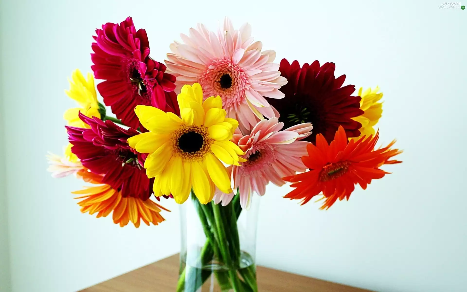 Flowers, gerberas