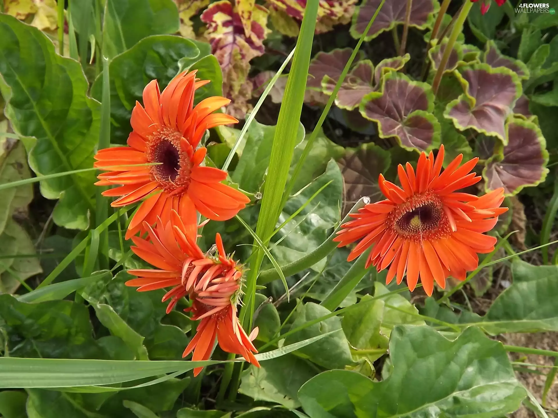 Flowers, gerberas