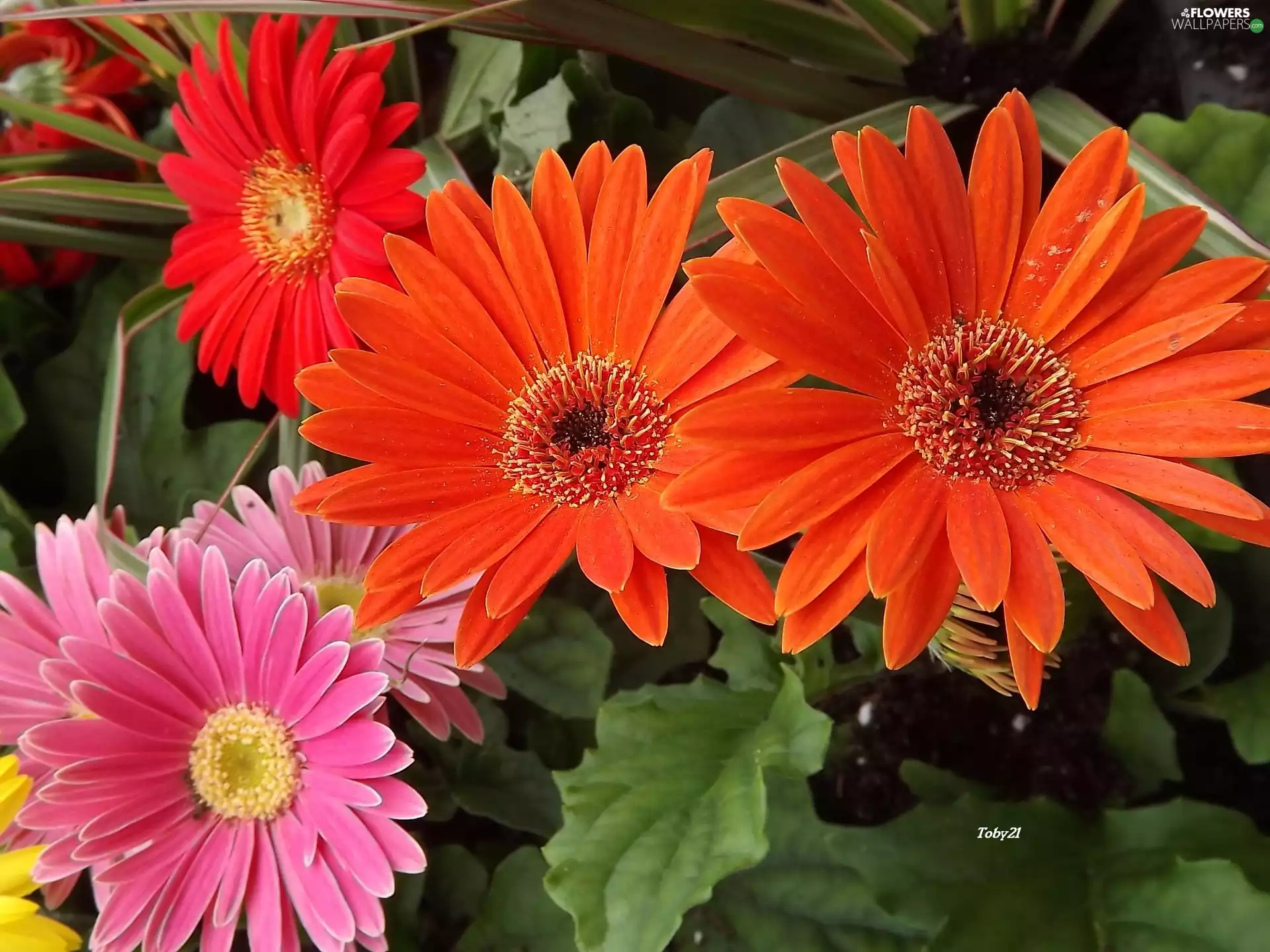 Flowers, gerberas