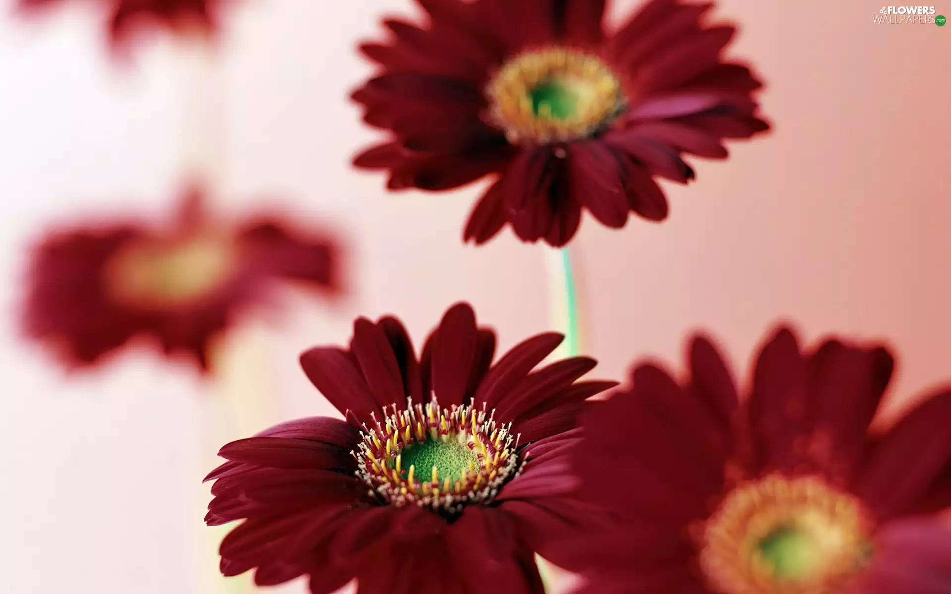 Flowers, gerberas