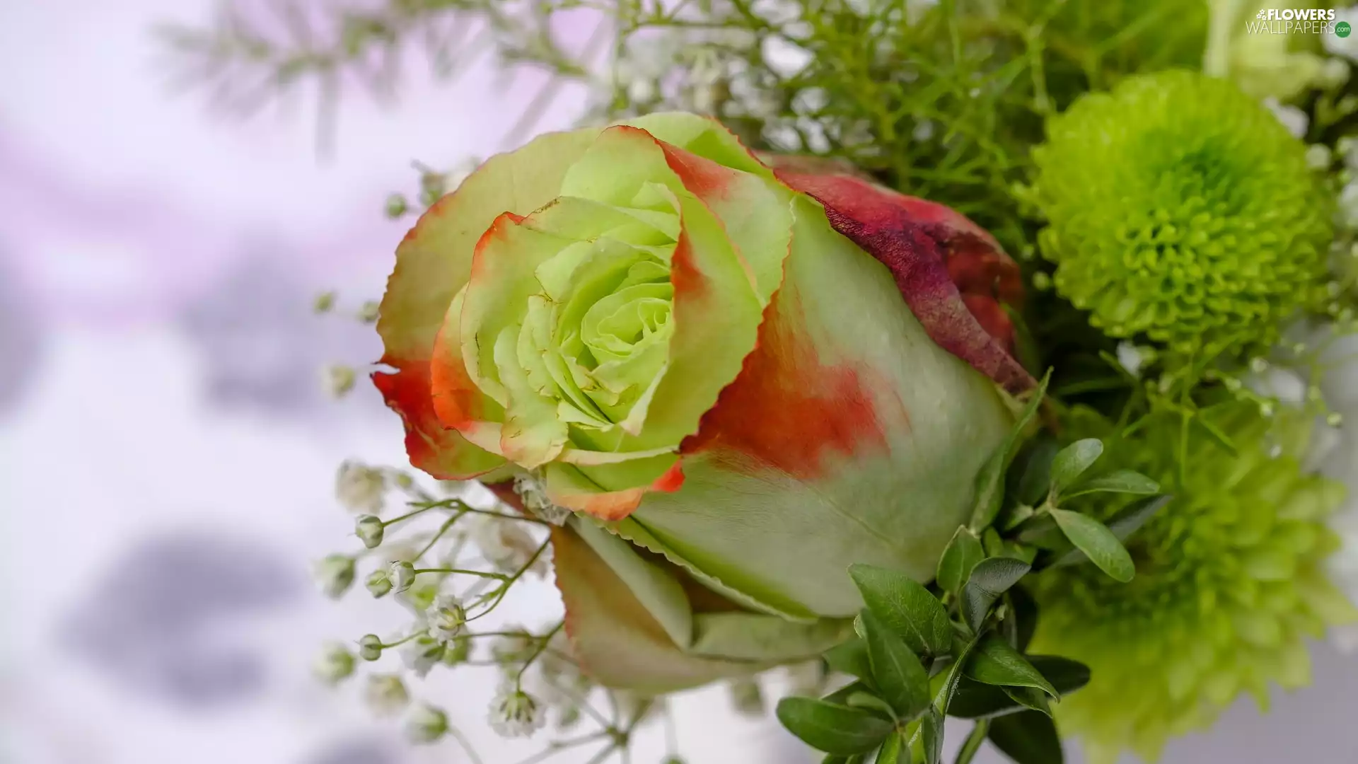 Gipsówka, rose, Colourfull Flowers