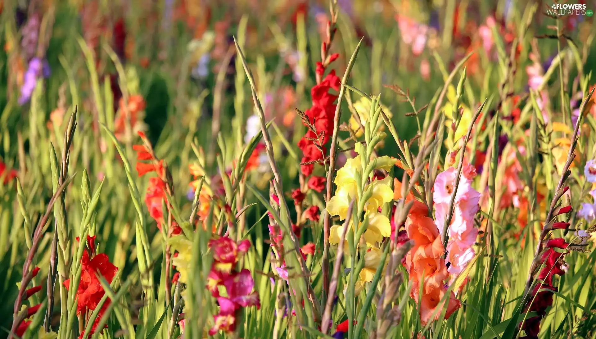 Flowers, gladioli