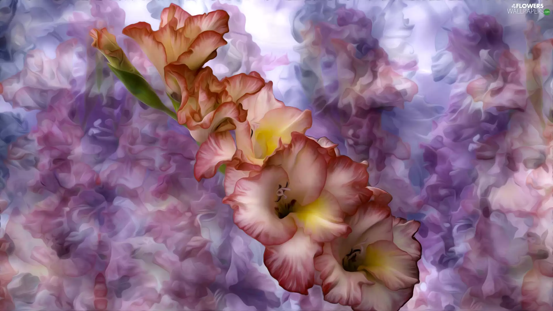 gladiolus, graphics, Colourfull Flowers