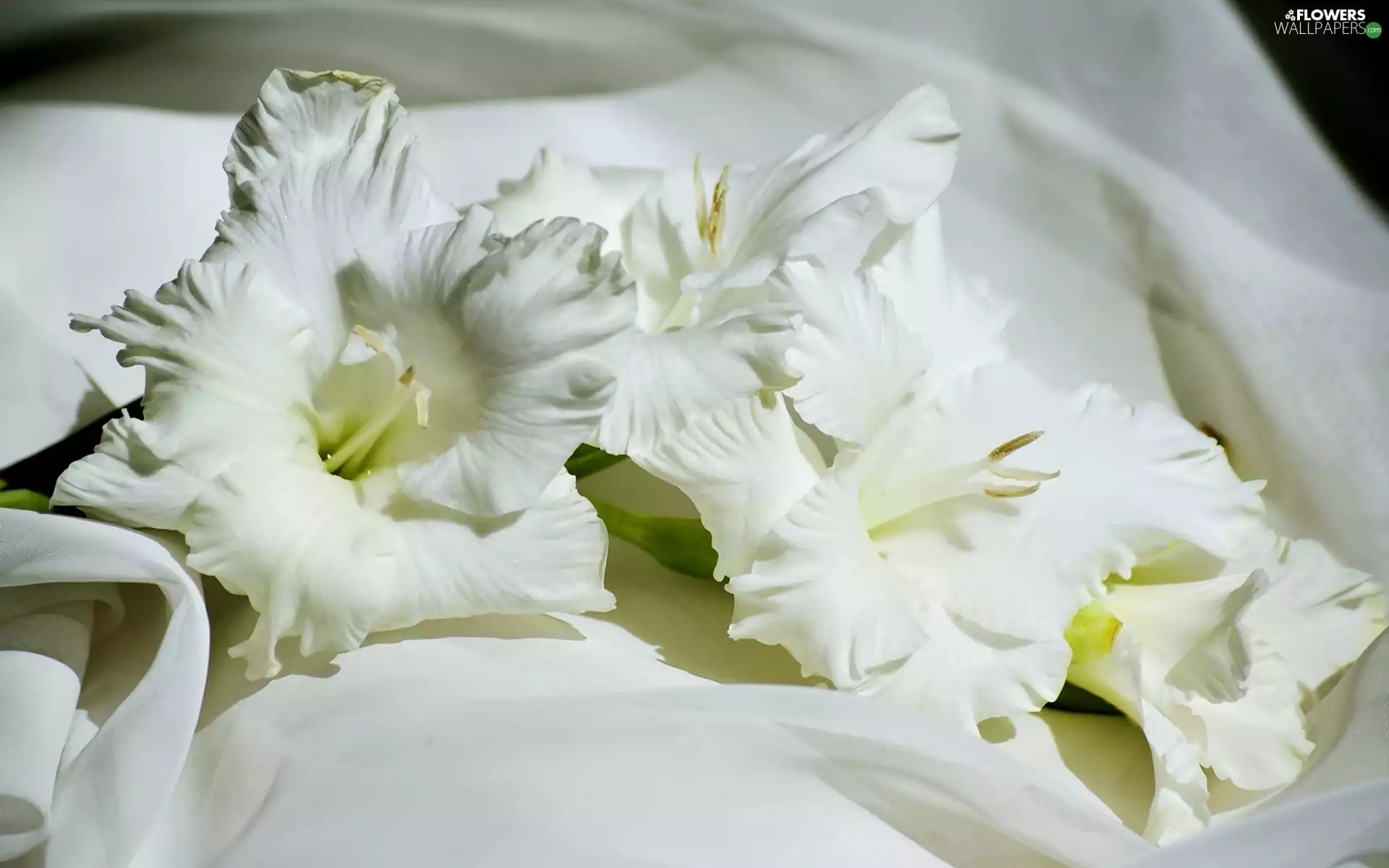 Colourfull Flowers, gladiolus, Gladiola, White