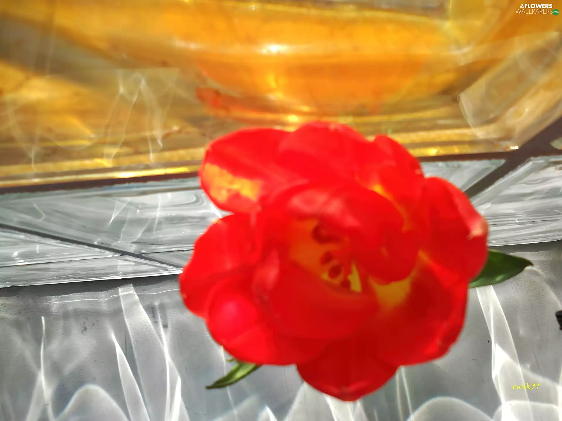 Colourfull Flowers, glass, tiles, tulip