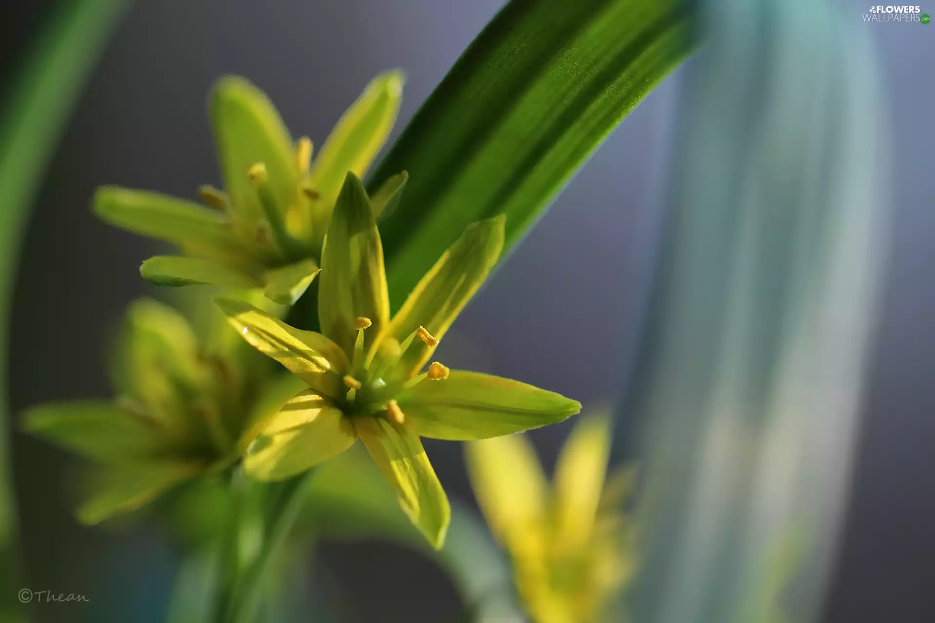 Spring, Yellow gold plating, Flowers