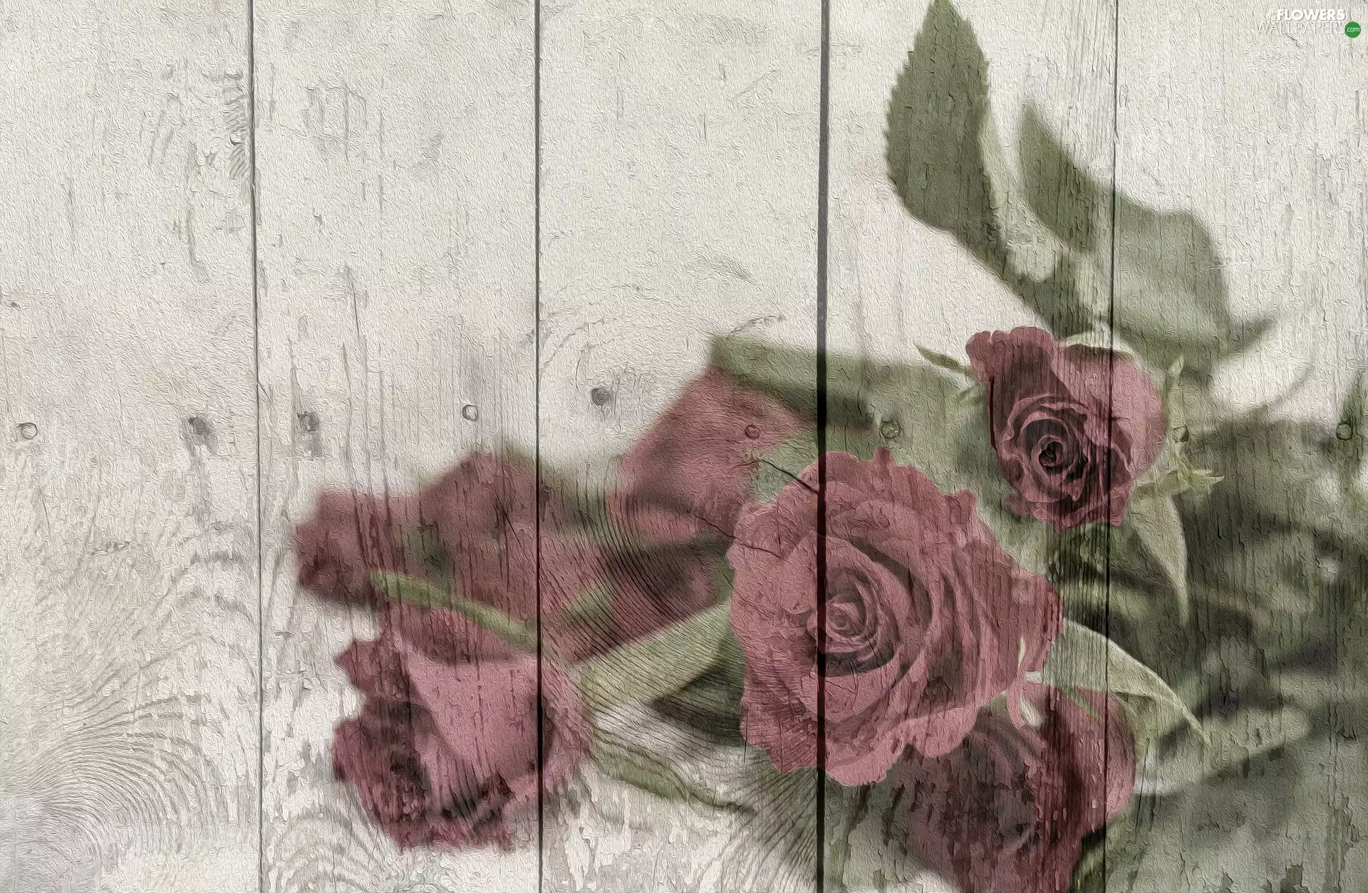 graphics, roses, boarding, Flowers