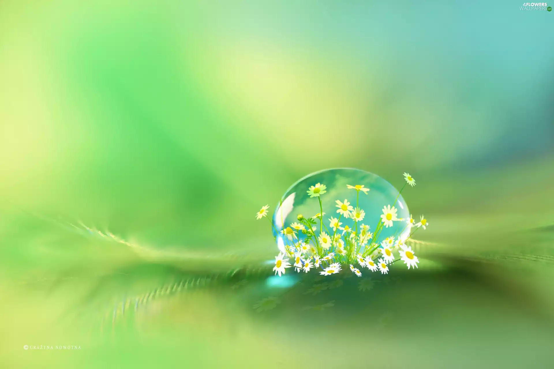 feather, drop, Flowers, graphics, daisy, Close