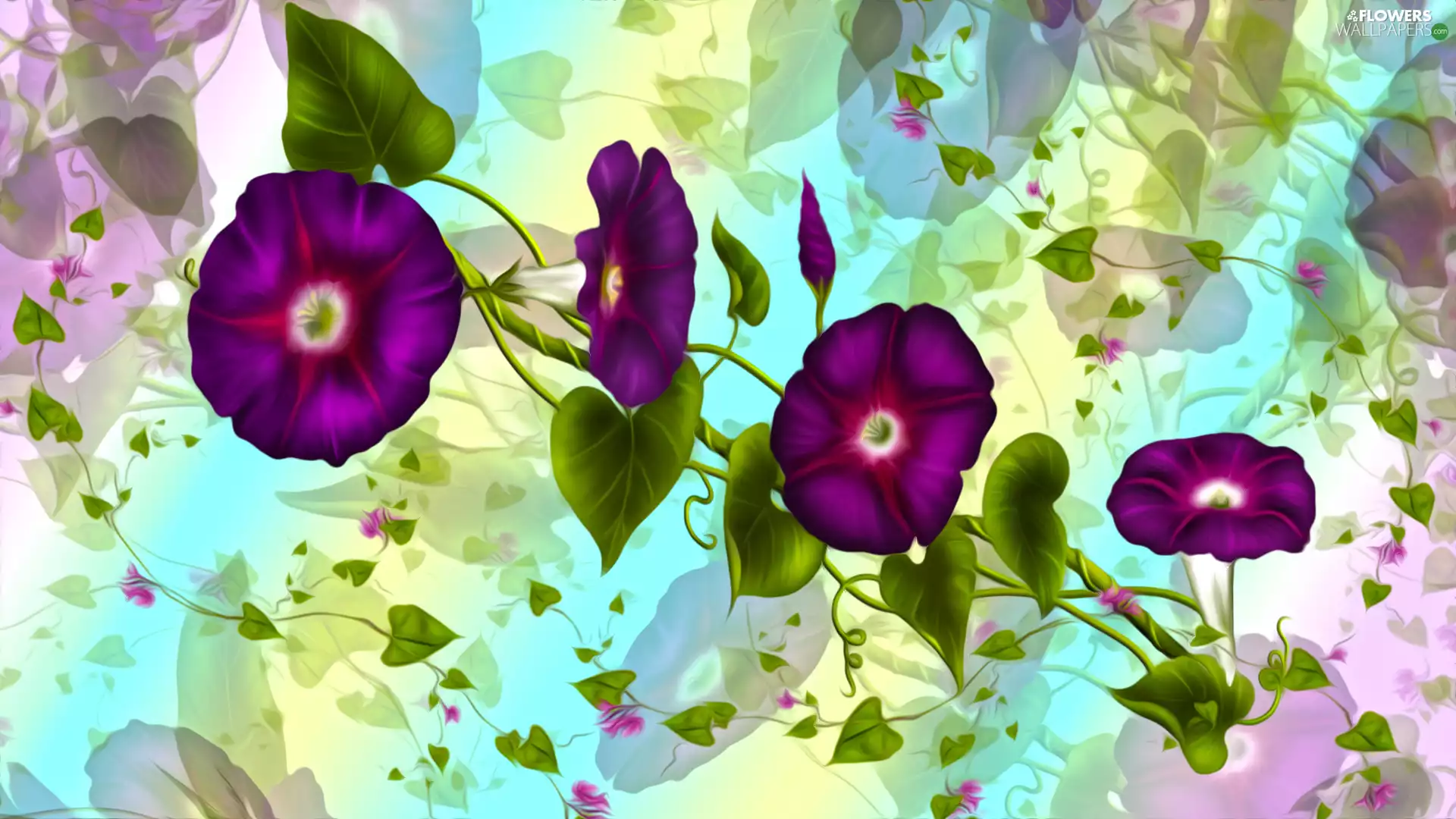 graphics, bindweed, leaves, Flowers
