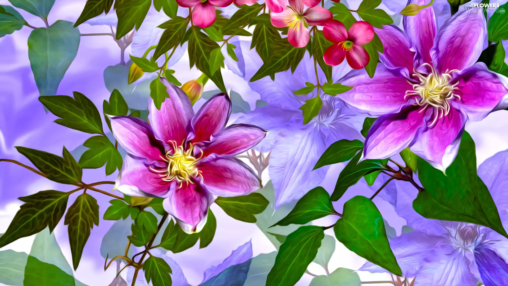 graphics, Clematis, leaves, Flowers