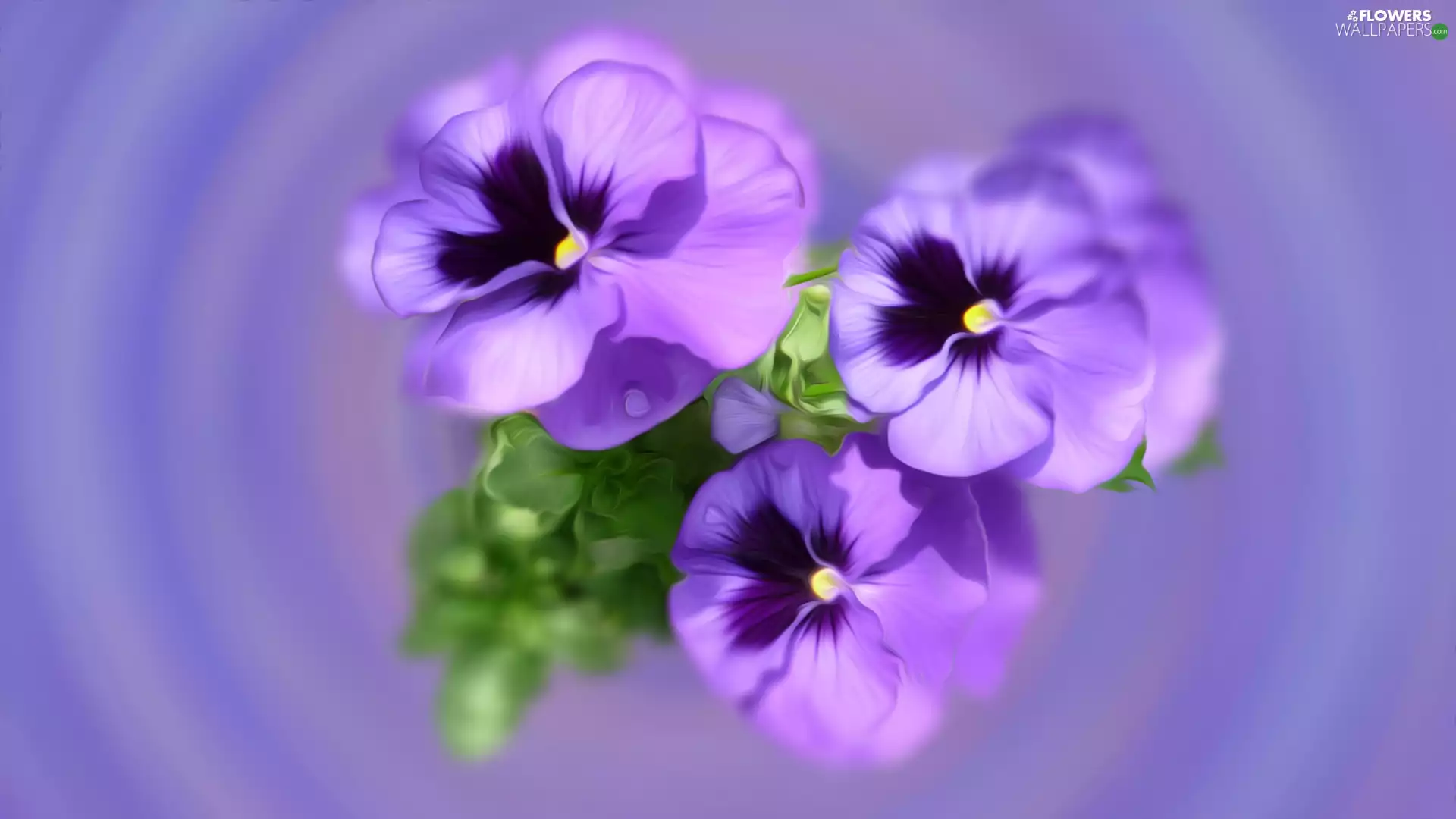 graphics, purple, pansies, Flowers