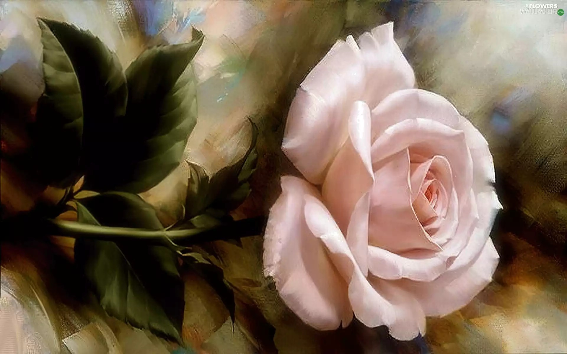 graphics, Pink, rose, Flowers