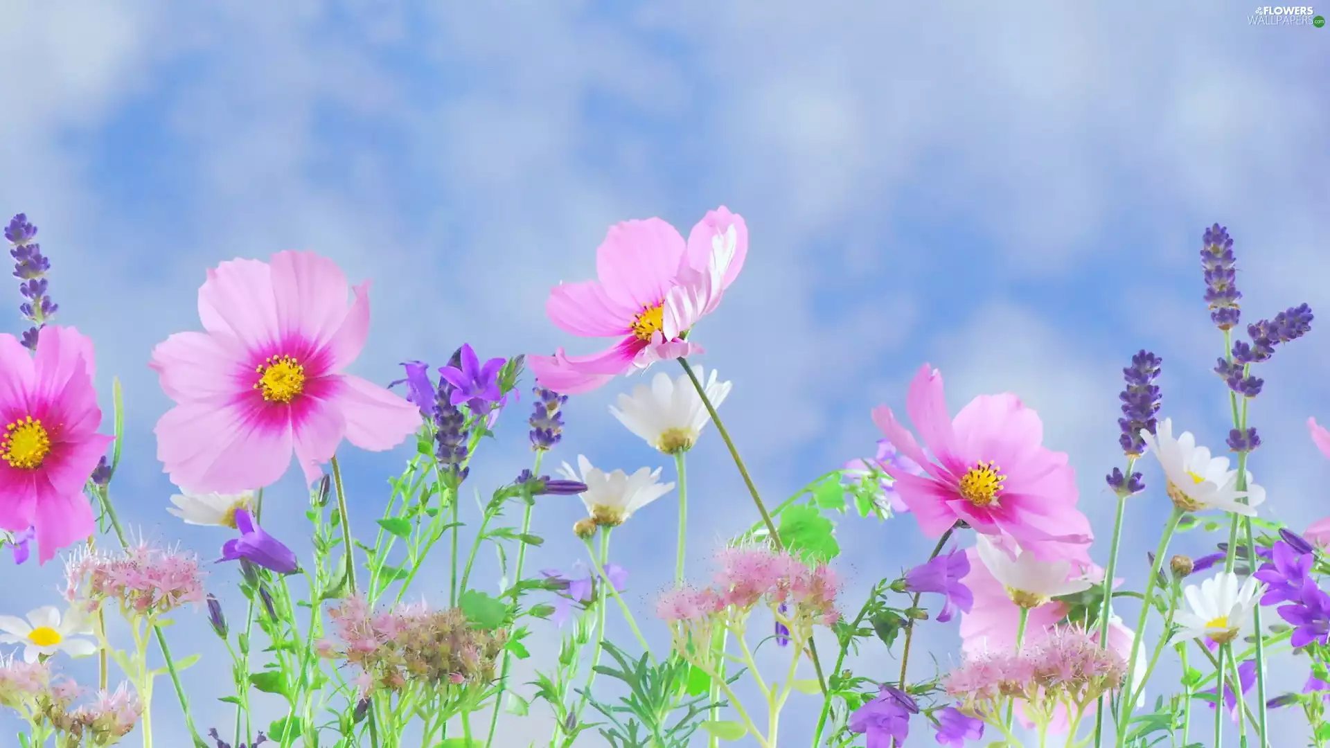 graphics, Cosmos, Sky, Flowers