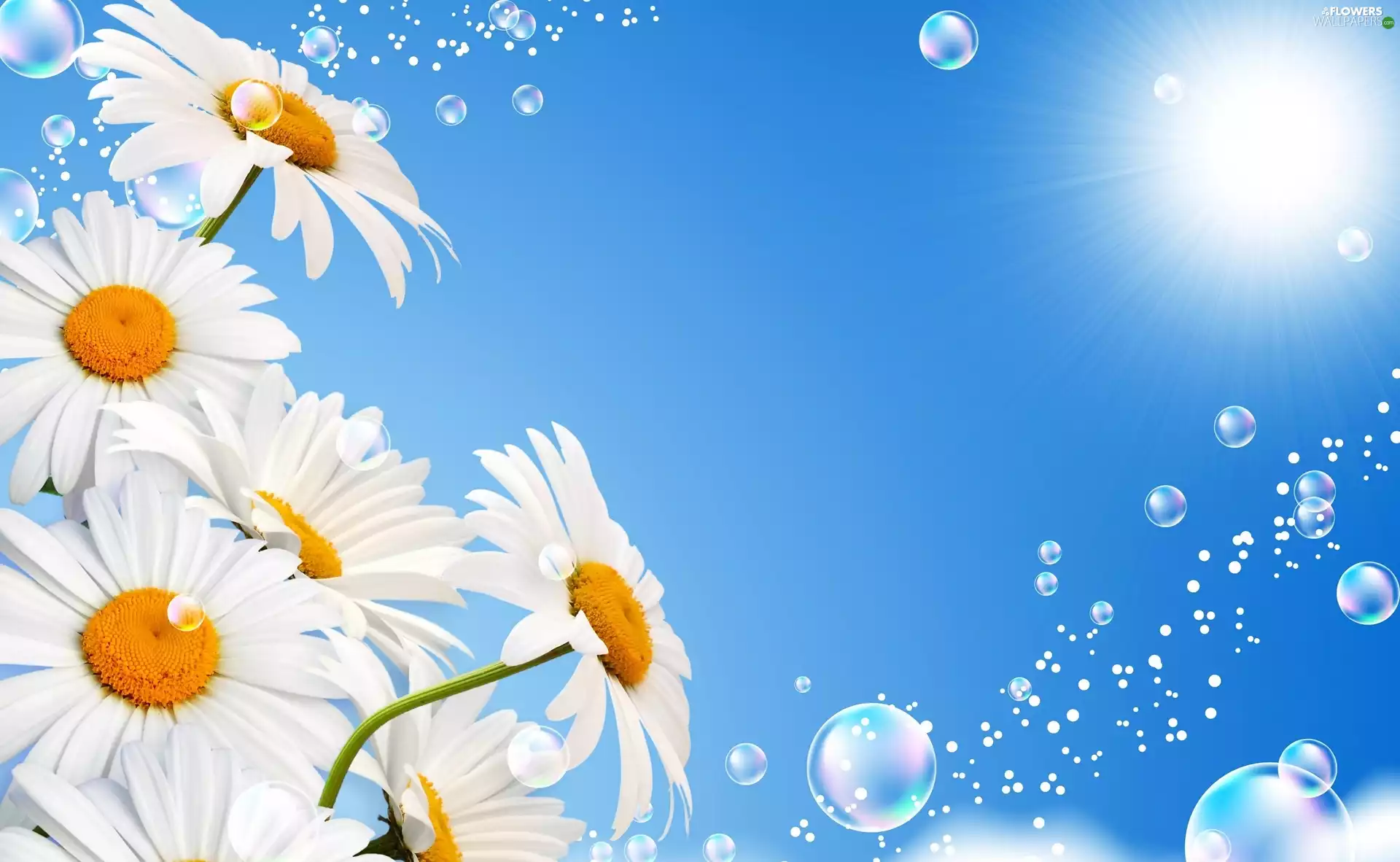 interesting eyes, sun, Flowers, daisy, graphics